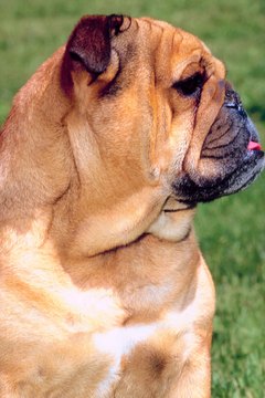 Jupiterimages/Photos.com/Getty Images A mini bulldog can be a small member of a bully breed or a designer mix.