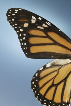 The monarch butterfly is one species that migrates.