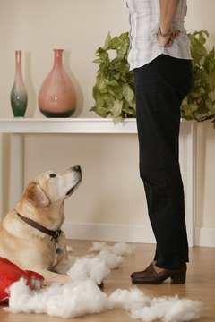 Comstock Images/Comstock/Getty Images Did you catch Scruffy "red-pawed" and unable to deny the evidence?