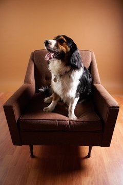 Jupiterimages/Photos.com/Getty Images Furniture should be for sitting, not for bathroom use.