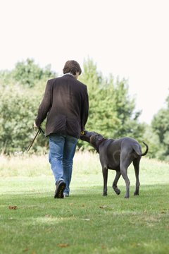 Jupiterimages/Polka Dot/Getty Images A young Great Dane learns to walk politely on a flat collar.