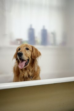 Ryan McVay/Photodisc/Getty Images Using human shampoo is forbidden. So is using expired doggie shampoo.