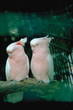 Jupiterimages/Photos.com/Getty Images "We're squawking because we're uncomfortable about something."