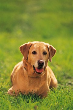 Comstock/Comstock/Getty Images Osteosarcoma occurs more frequently in large breeds like the Labrador retriever.