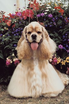 Jupiterimages/Photos.com/Getty Images Untreated eye problems can cause blindness in cocker spaniels.