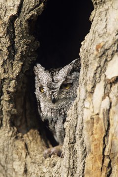Owls hold great significance in Cherokee spirituality.