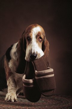 Comstock/Comstock/Getty Images Who could tell him no?
