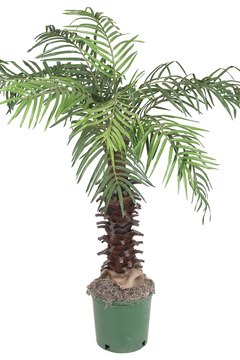 Hemera Technologies/PhotoObjects.net/Getty Images The lady palm, or Rhapis excelsa, is a member of the palm family of plants.