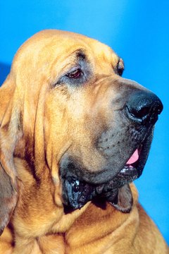 Jupiterimages/Photos.com/Getty Images The bloodhound's abundant wrinkles on the face and neck set it apart from other breeds.