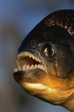 Jupiterimages/Photos.com/Getty Images Most fish from the Amazon prefer soft, acidic water.