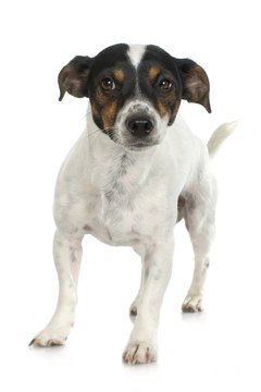 Jupiterimages/Photos.com/Getty Images A fox terrier will pick at a hot spot until it gets infected.