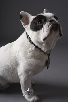 Chris Amaral/Digital Vision/Getty Images A pregnant French bulldog will have different nutritional requirements from before pregnancy.