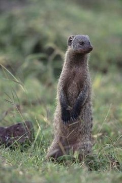 Can I Keep a Mongoose as a Pet? | Animals - mom.me