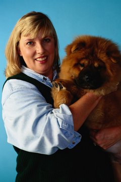 DailyPuppy article image