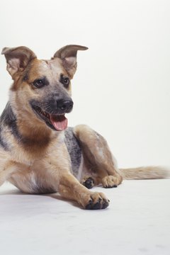 Duncan Smith/Photodisc/Getty Images With proper training and socialization, a heeler makes an ideal family companion.