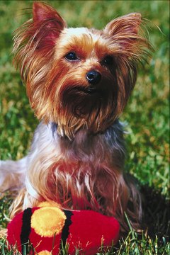 Grooming Styles For Yorkiepoos Pets