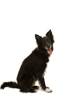 Jupiterimages/Photos.com/Getty Images I'm a border collie, not a bored-er collie.