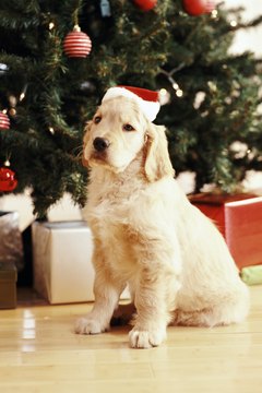 Digital Vision./Photodisc/Getty Images One benefit to these homemade ornaments is they are all pet-safe.