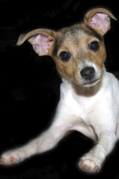 DailyPuppy article image