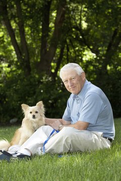 Jupiterimages/Photos.com/Getty Images Pomeranians don't like intense heat, so shade is good.