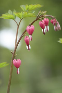 Jupiterimages/Photos.com/Getty Images Keep the Bleeding Heart plant away from your pooch.