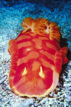 Jupiterimages/Photos.com/Getty Images In oceanography, tools are used to examine the creatures of the sea.