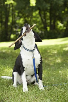 Jupiterimages/Photos.com/Getty Images Sticks can be harmful to your pup.
