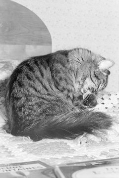 Hemera Technologies/AbleStock.com/Getty Images Cat saliva has helpful enzymes as well as harmful bacteria.