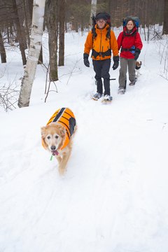 Jupiterimages/Photos.com/Getty Images Cute, warm and fashionable, vests are among the accessories that can irritate your dog's pits.