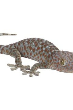 Leopard Gecko Age Chart