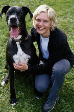 Ryan McVay/Photodisc/Getty Images Great Danes have special nutritional needs.