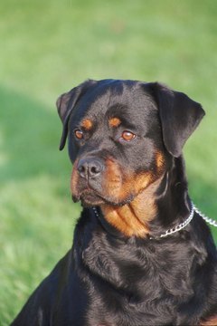 Jupiterimages/Photos.com/Getty Images Rottweilers should be alert and confident, never edgy or confrontational.