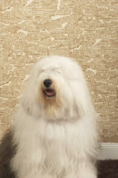 DTP/Digital Vision/Getty Images You'd be hard-pressed to find a hairier dog than the Old English sheepdog.