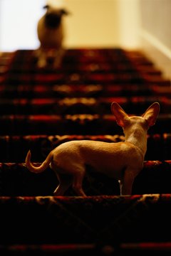 Ryan McVay/Photodisc/Getty Images Carpeted stairs are just a magnet for dog fur.
