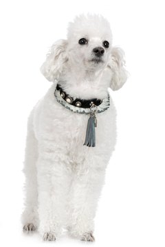 Jupiterimages/Photos.com/Getty Images The poodle—sensitive inside and out.