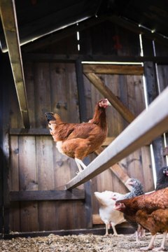 Where Do You Put Perches In Chicken Coops Animals Momme