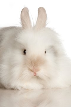 rabbit table grooming plans fold getty jupiterimages ehow