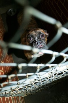 Animal cruelty research paper