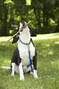 How to Teach a Dog How to Backflip | Animals - mom.me