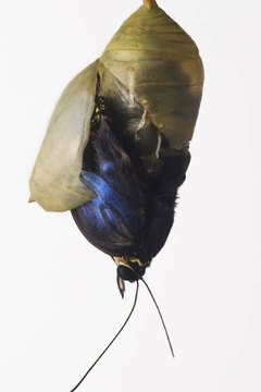 How Does A Caterpillar Build A Cocoon Sciencing How Does A Caterpillar Build A Cocoon Sciencing