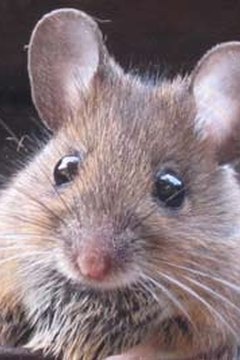 Repel Mice With Herbs