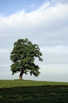Oak trees are part of the landscape near San Juan Bautista.