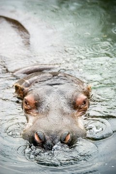 Example: The hippopotamus's eyes peered out of the water.