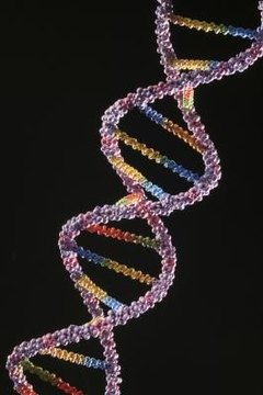 In the early 1950s, James Watson discovered the double helix structure of DNA through the study of biology.