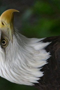 The eagle is a popular school mascot for colleges and high schools.