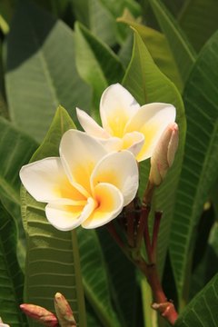 Sweet plumeria blooms cluster on Hawaiian trees growing up to 30 feet high.