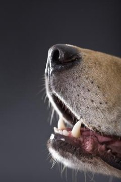 Canine teeth are sharp and can be used as weapons.