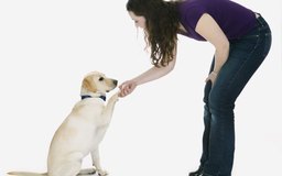 How to Make a Calming Spray for Dogs | Dog Care - The Daily Puppy