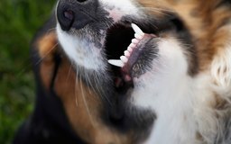 Erythema Multiforme in Canines | Dog Care - The Daily Puppy