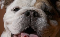 Brachycephaly In Dogs | Dog Care - The Daily Puppy